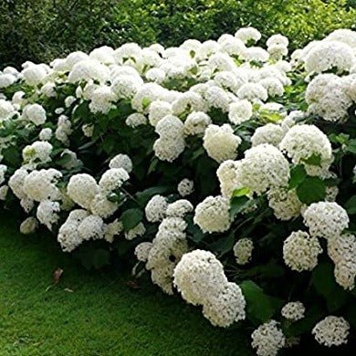 HYDRANGEA : ANNABELLE Plants butaşi trandafiri de grădină în ghiveci sau rădăcină liberă