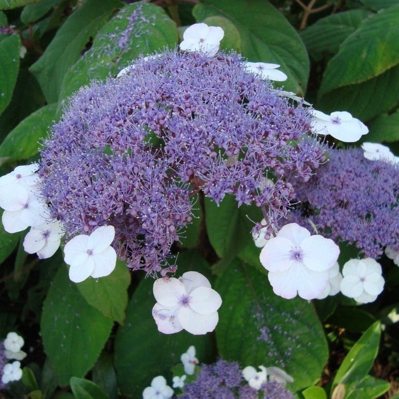 HYDRANGEA ASPERA : MACROPHYLLA Plants butaşi trandafiri de grădină în ghiveci sau rădăcină liberă