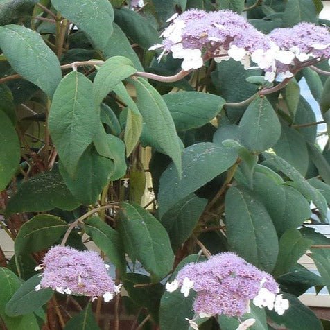 HYDRANGEA ASPERA : MACROPHYLLA Plants butaşi trandafiri de grădină în ghiveci sau rădăcină liberă