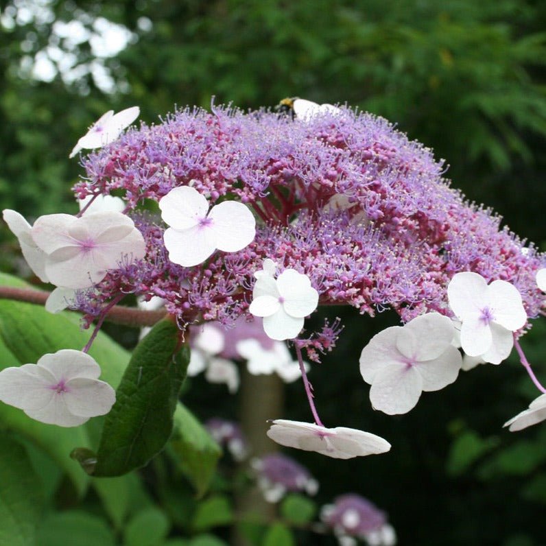HYDRANGEA ASPERA : MACROPHYLLA Plants butaşi trandafiri de grădină în ghiveci sau rădăcină liberă