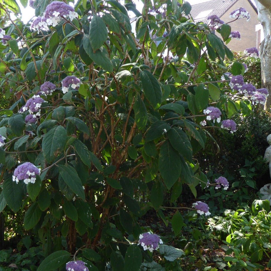 HYDRANGEA ASPERA : MACROPHYLLA Plants butaşi trandafiri de grădină în ghiveci sau rădăcină liberă