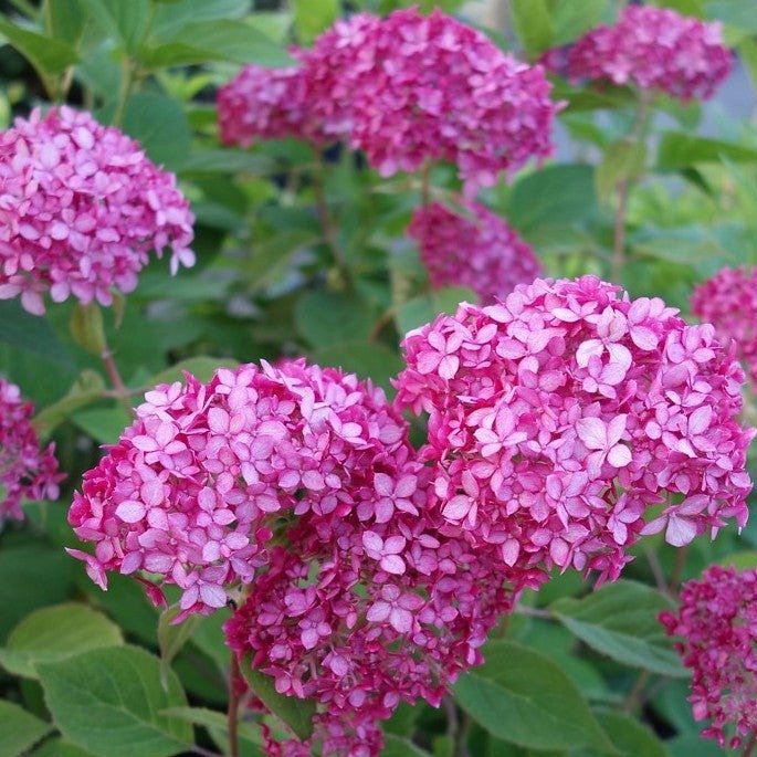 HYDRANGEA : RUBY ANNABELLE Plants butaşi trandafiri de grădină în ghiveci sau rădăcină liberă