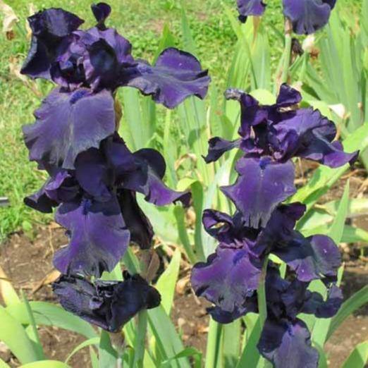 Iris germanica: BLACK DRAGON butaşi trandafiri de grădină în ghiveci sau rădăcină liberă