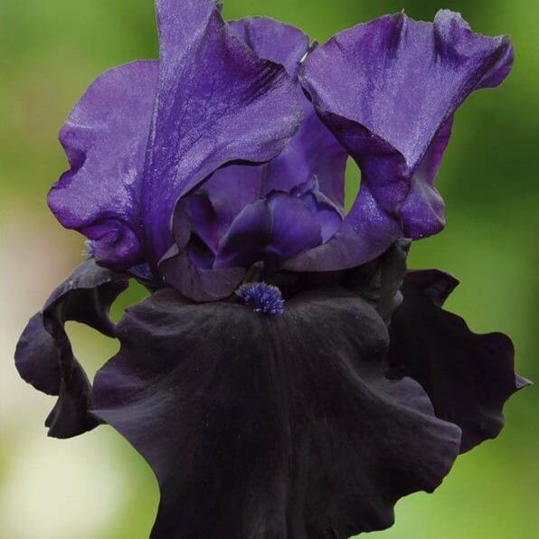 Iris germanica: BLACK DRAGON butaşi trandafiri de grădină în ghiveci sau rădăcină liberă