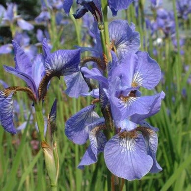 Iris Sibirica : PERSIMMON Pants butaşi trandafiri de grădină în ghiveci sau rădăcină liberă