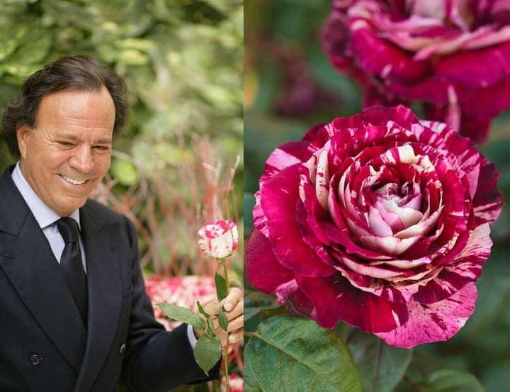 Julio Iglesias ® Trandafir Teahibrid butaşi trandafiri de grădină în ghiveci sau rădăcină liberă