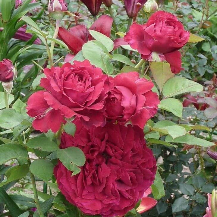 La Rose Des 4 Vents ® Trandafir Floribunda butaşi trandafiri de grădină în ghiveci sau rădăcină liberă