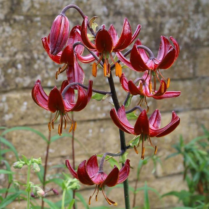 Lilium martagon: CLAUDE SHRIDE butaşi trandafiri de grădină în ghiveci sau rădăcină liberă