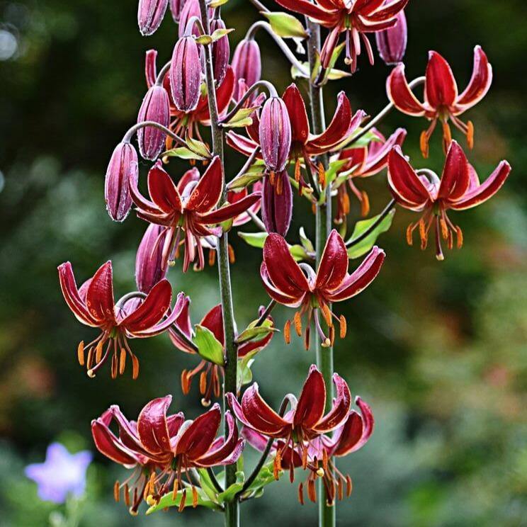 Lilium martagon: CLAUDE SHRIDE butaşi trandafiri de grădină în ghiveci sau rădăcină liberă