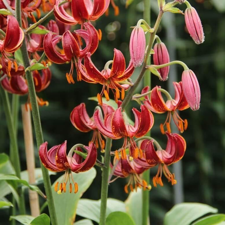 Lilium martagon: CLAUDE SHRIDE butaşi trandafiri de grădină în ghiveci sau rădăcină liberă