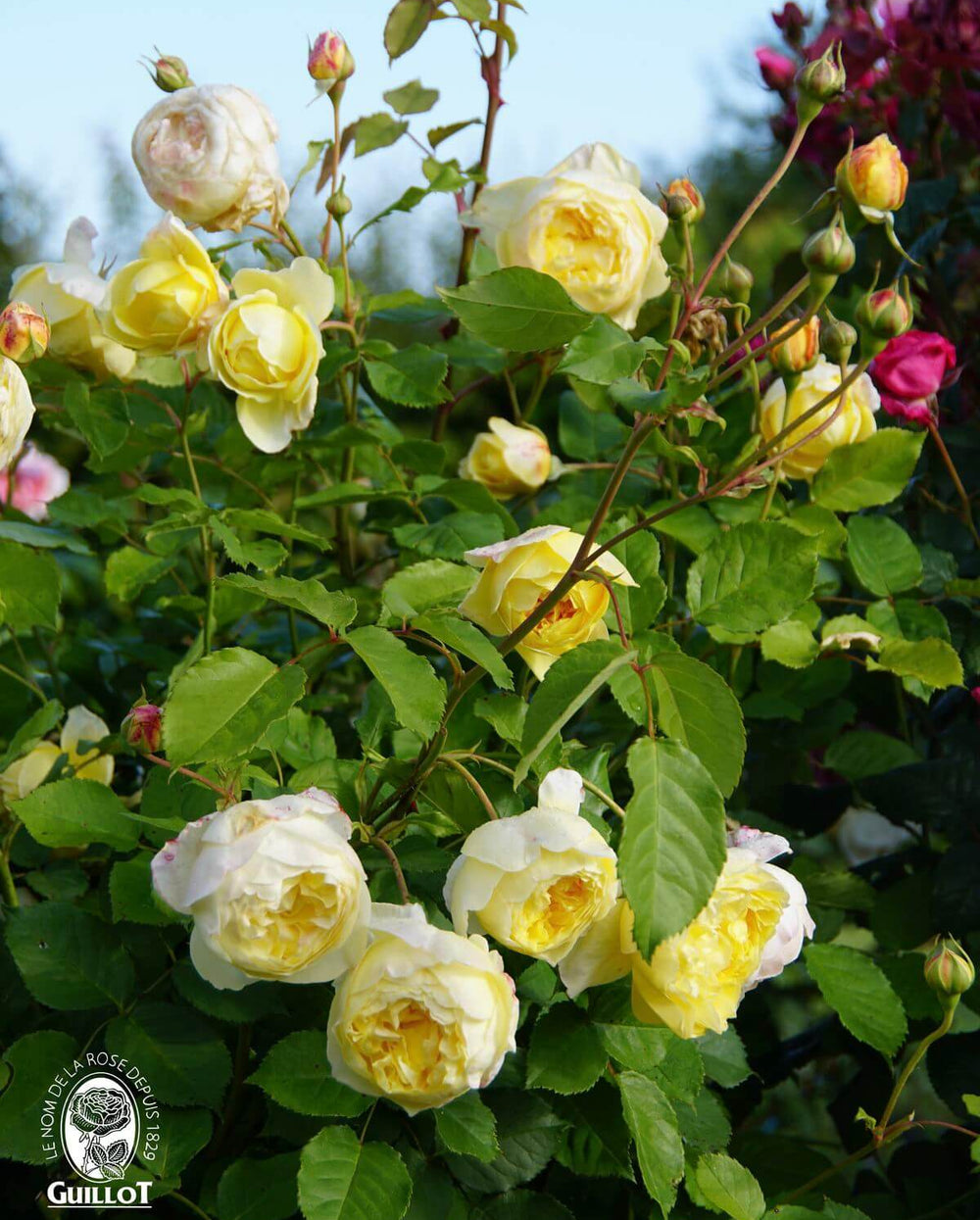 Famous Roses