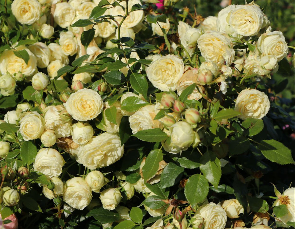 Famous Roses