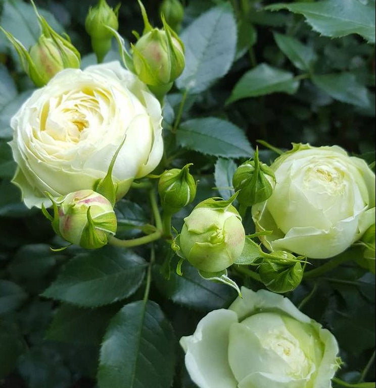 Lovely Green