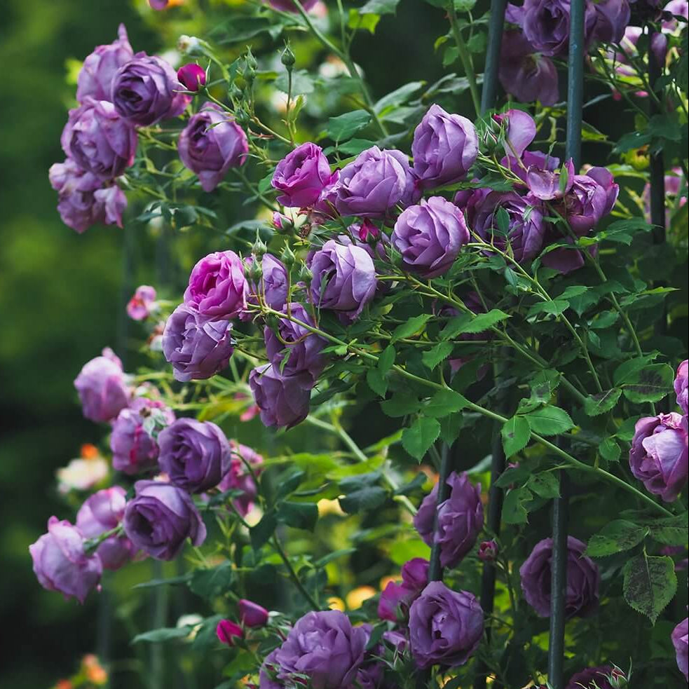 Famous Roses