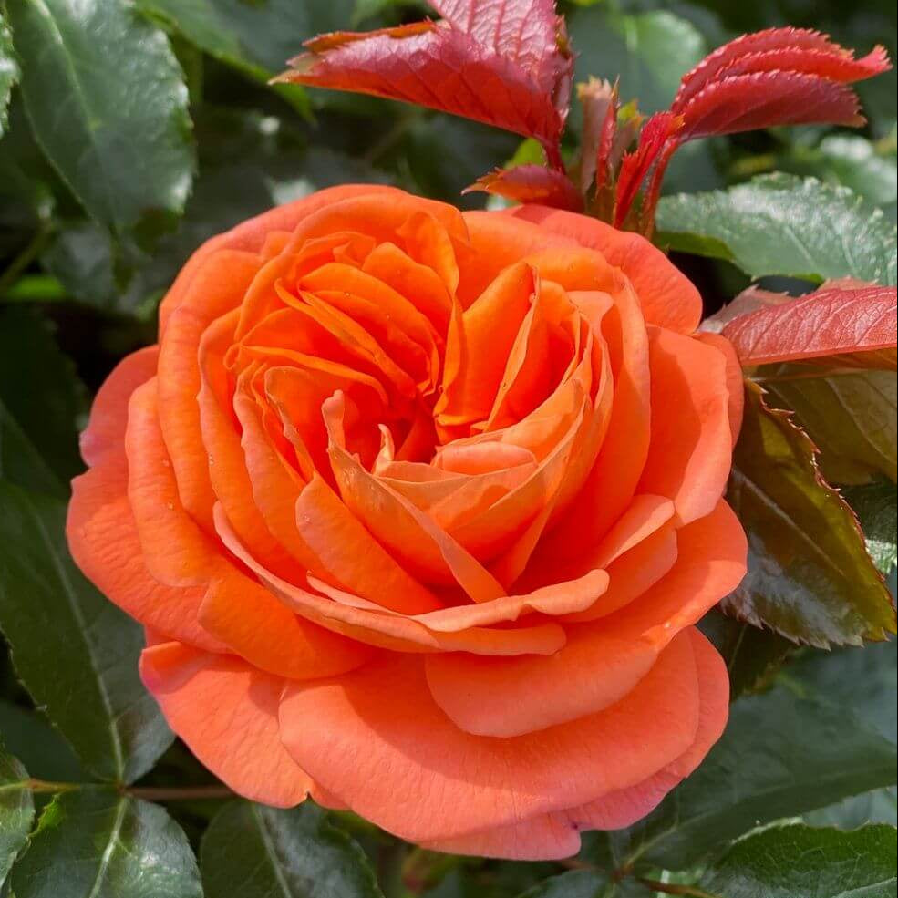 Famous Roses