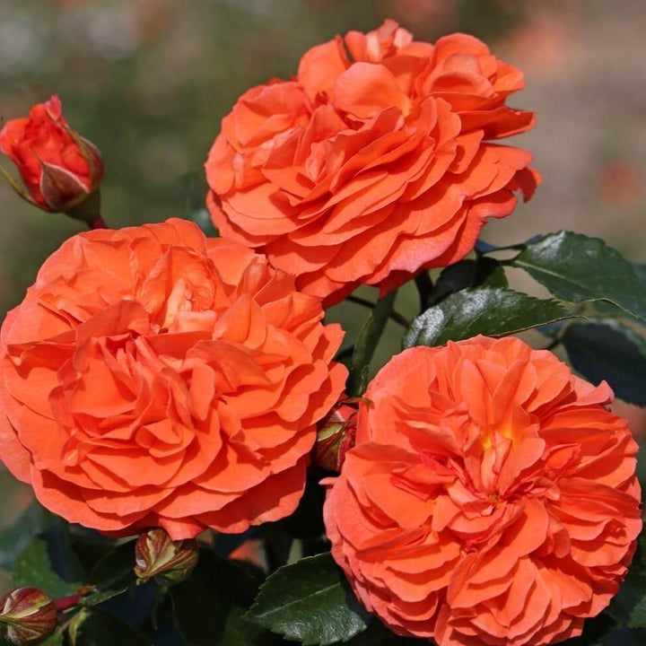 Orangerie ® Trandafir Floribunda butaşi trandafiri de grădină în ghiveci sau rădăcină liberă