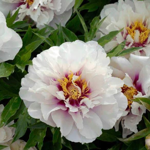 Paeonia Itoh : Cora Louise Perene butaşi trandafiri de grădină în ghiveci sau rădăcină liberă