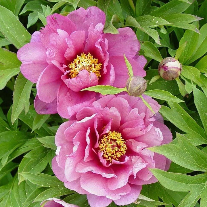 PAEONIA ITOH : YANKEE DOODLE DANDY Perene butaşi trandafiri de grădină în ghiveci sau rădăcină liberă