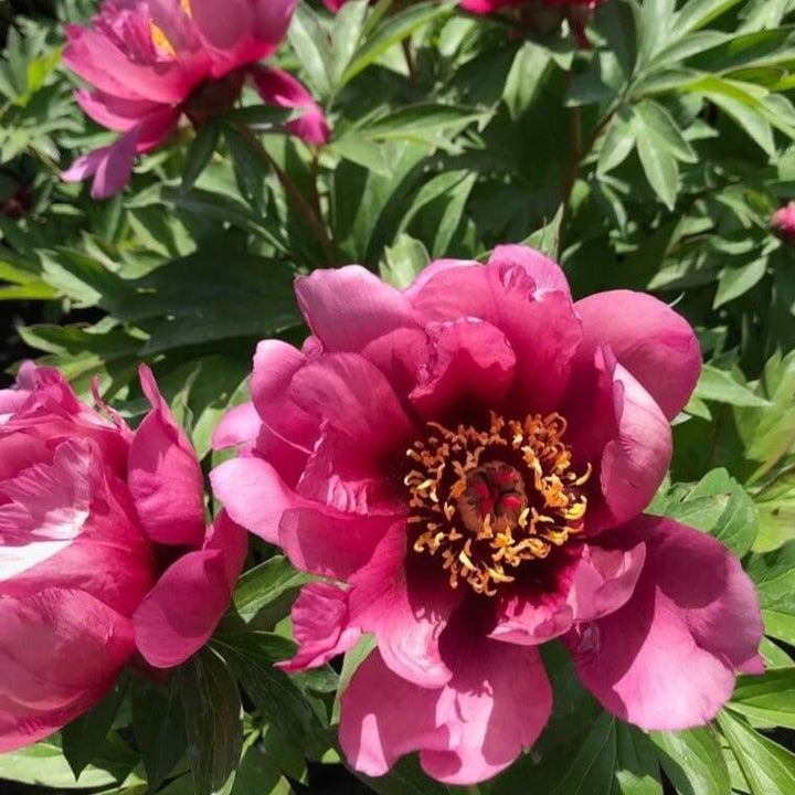 PAEONIA ITOH : YANKEE DOODLE DANDY Perene butaşi trandafiri de grădină în ghiveci sau rădăcină liberă