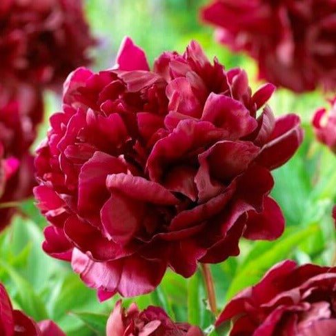 Paeonia Lactiflora : ARMANI Perene butaşi trandafiri de grădină în ghiveci sau rădăcină liberă