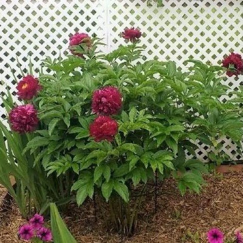 Paeonia Lactiflora : ARMANI Perene butaşi trandafiri de grădină în ghiveci sau rădăcină liberă