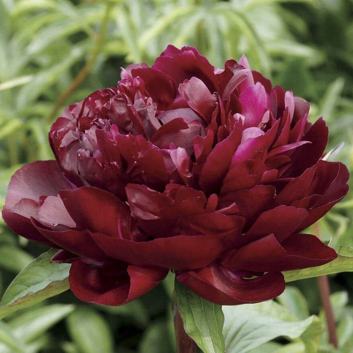 Paeonia Lactiflora : ARMANI Perene butaşi trandafiri de grădină în ghiveci sau rădăcină liberă