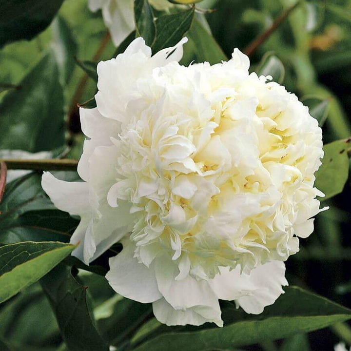 Paeonia Lactiflora : Charles White Perene butaşi trandafiri de grădină în ghiveci sau rădăcină liberă