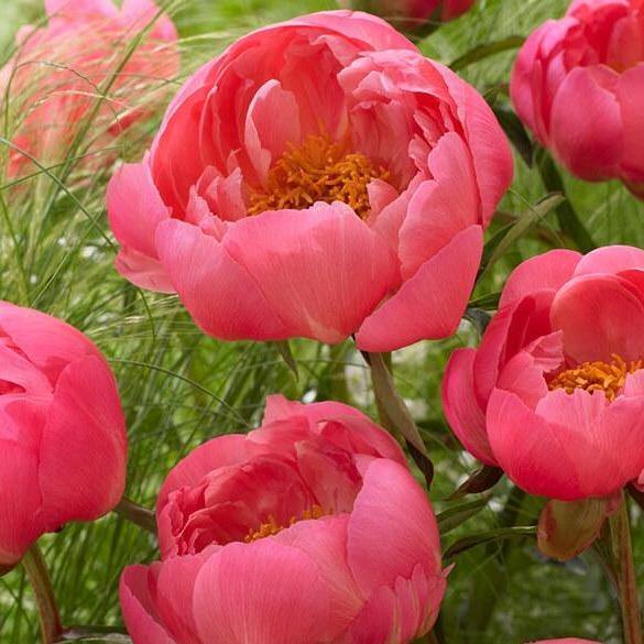 Paeonia Lactiflora : Coral Sunset Perene butaşi trandafiri de grădină în ghiveci sau rădăcină liberă