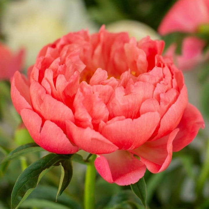 Paeonia Lactiflora : Coral Sunset Perene butaşi trandafiri de grădină în ghiveci sau rădăcină liberă