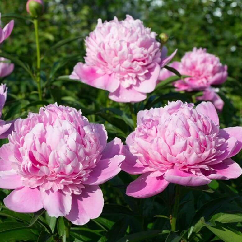 Paeonia : Sarah Bernhardt Perene butaşi trandafiri de grădină în ghiveci sau rădăcină liberă