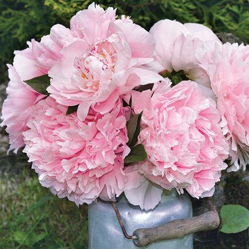 Paeonia : Sarah Bernhardt Perene butaşi trandafiri de grădină în ghiveci sau rădăcină liberă