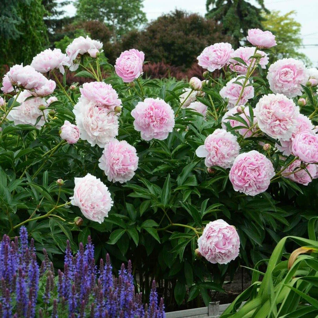 Paeonia : Sarah Bernhardt Perene butaşi trandafiri de grădină în ghiveci sau rădăcină liberă