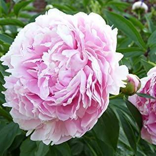 Paeonia : Sarah Bernhardt Perene butaşi trandafiri de grădină în ghiveci sau rădăcină liberă
