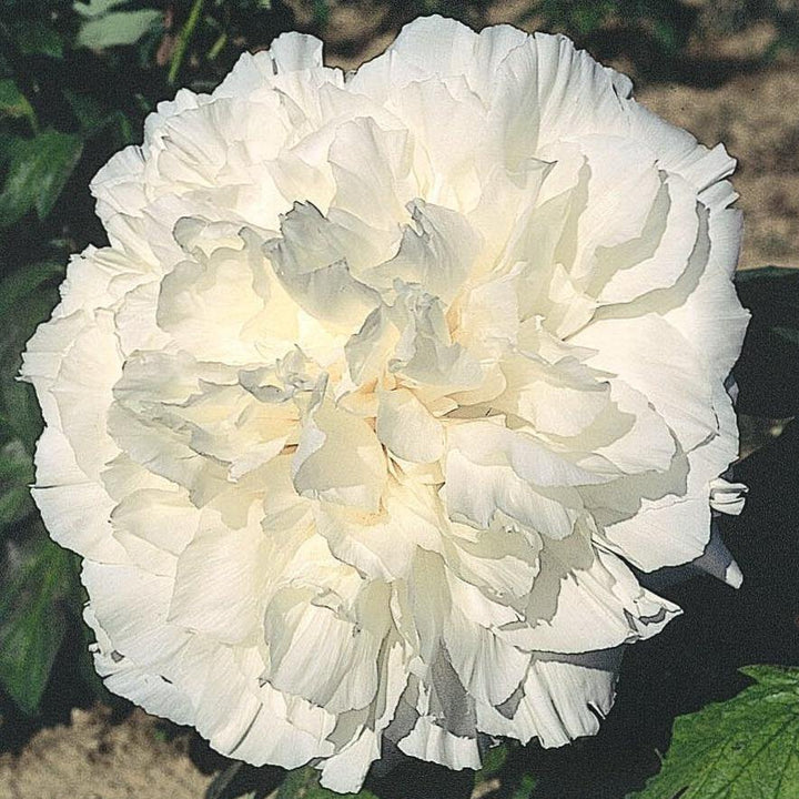 Paeonia suffruticosa : FUSOTSUKASA Perene butaşi trandafiri de grădină în ghiveci sau rădăcină liberă