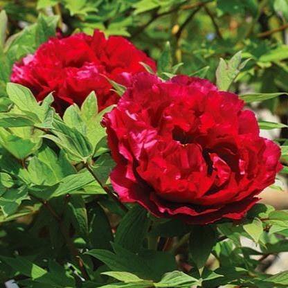 Paeonia Suffruticosa : Taiyo Perene butaşi trandafiri de grădină în ghiveci sau rădăcină liberă