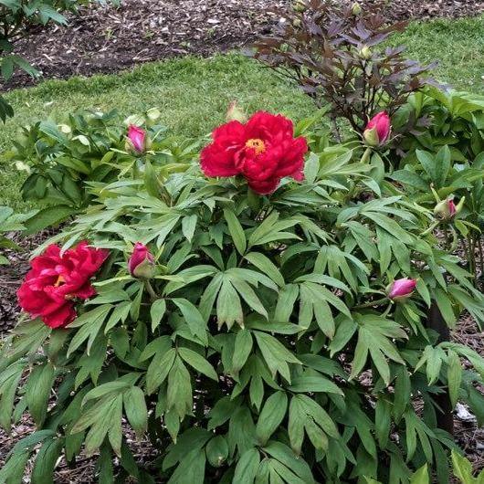 Paeonia Suffruticosa : Taiyo Perene butaşi trandafiri de grădină în ghiveci sau rădăcină liberă