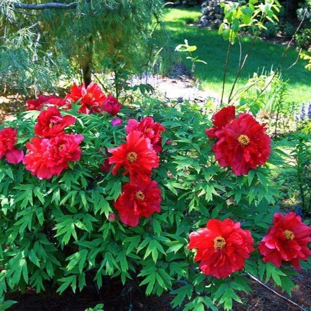 Paeonia Suffruticosa : Taiyo Perene butaşi trandafiri de grădină în ghiveci sau rădăcină liberă