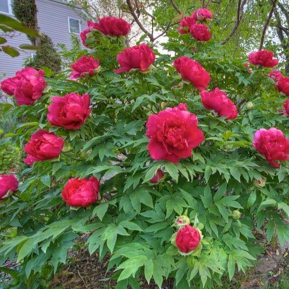 Paeonia Suffruticosa : Taiyo Perene butaşi trandafiri de grădină în ghiveci sau rădăcină liberă