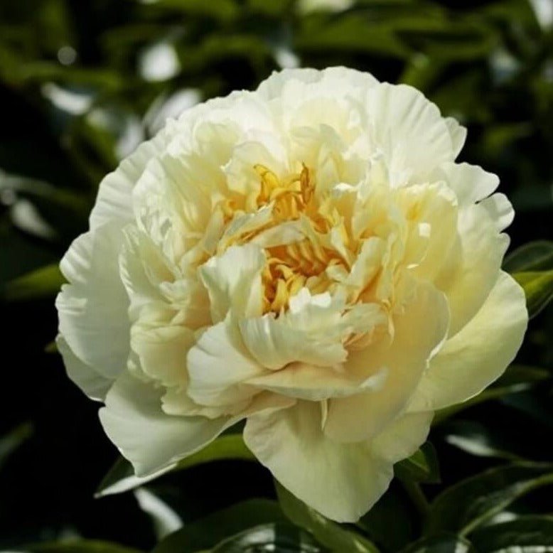 Paeonia : SUNNY GIRL Perene butaşi trandafiri de grădină în ghiveci sau rădăcină liberă