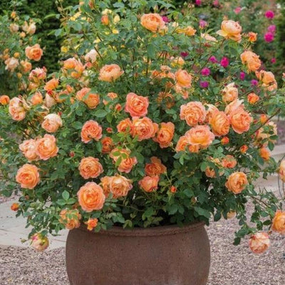 PAT AUSTIN ®' - Trandafir cu flori grupate (floribunda) creat in Anglia de David Austin - Famous Roses