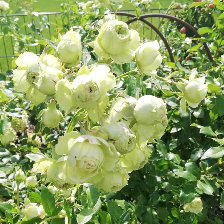 Trandafir Pomisor Lovely Green