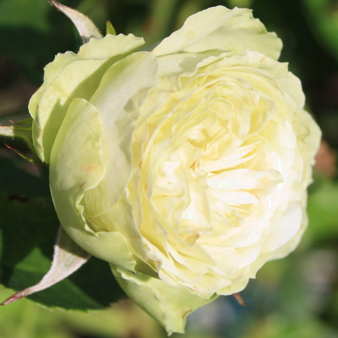 Trandafir Pomisor Lovely Green