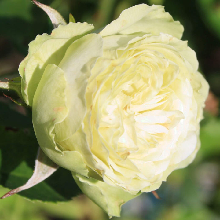 Trandafir Pomisor Lovely Green