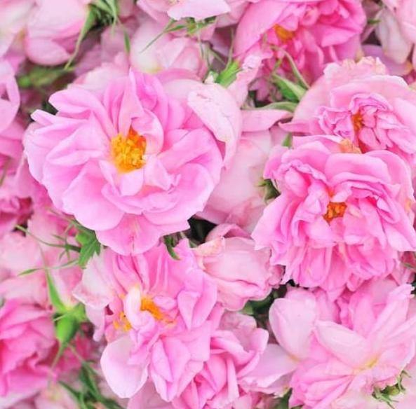 Rosa Damascena Trigintipetala ® Trandafir pentru dulceata si ulei esential butaşi trandafiri de grădină în ghiveci sau rădăcină liberă