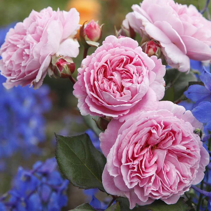 Rosengrafin Marie Henriette