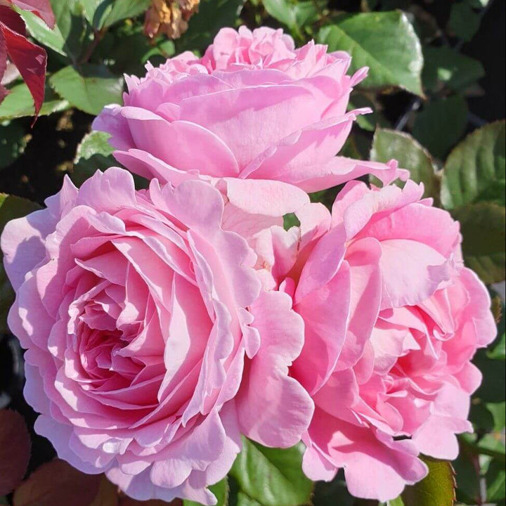 Rosengrafin Marie Henriette