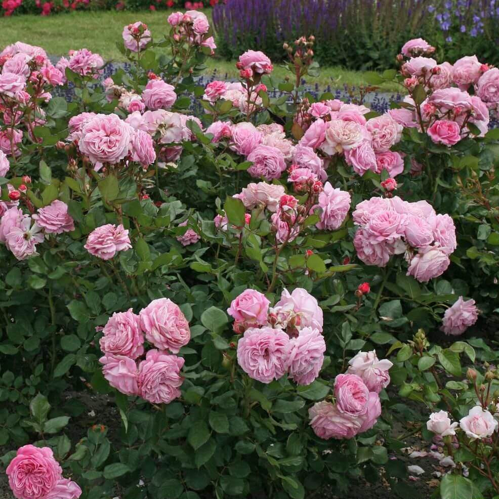 Rosengrafin Marie Henriette