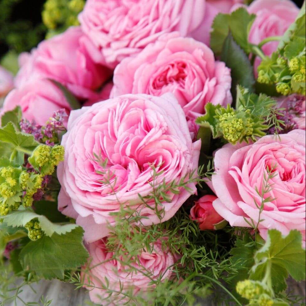 Rosengrafin Marie Henriette