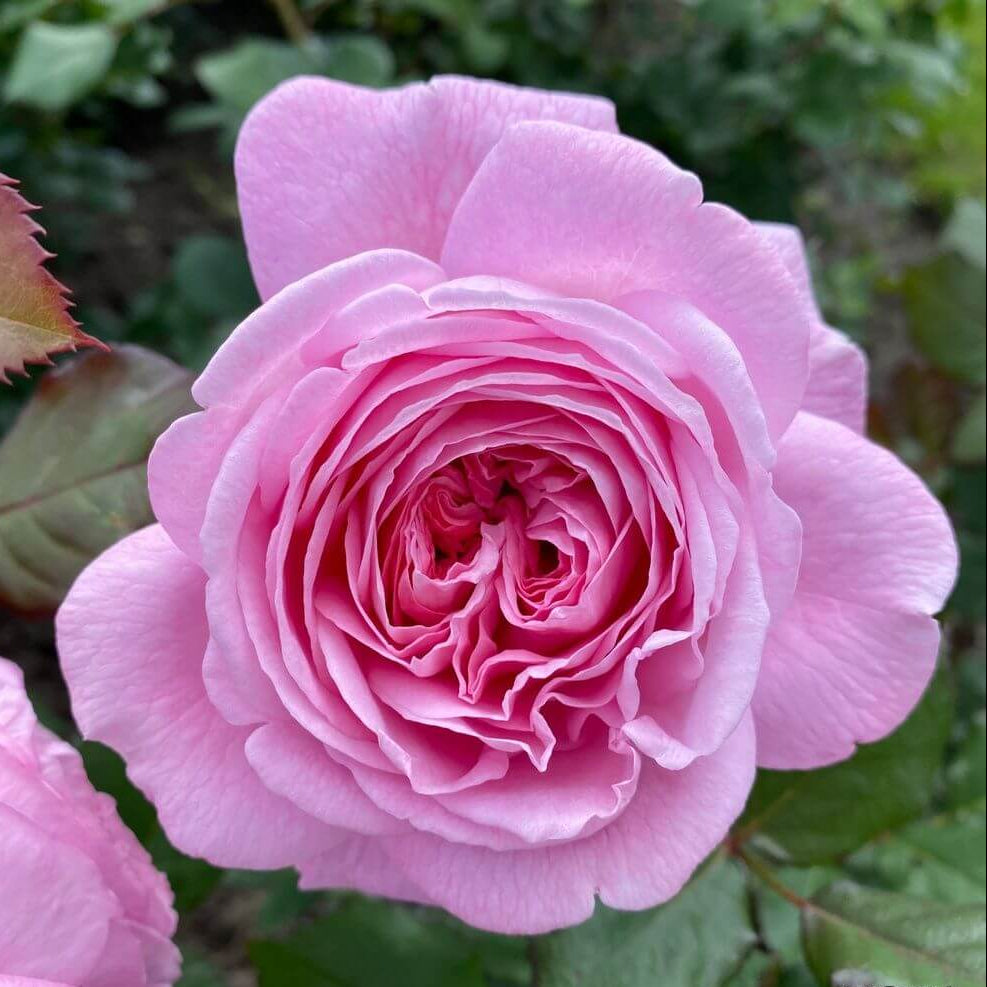 Rosengrafin Marie Henriette