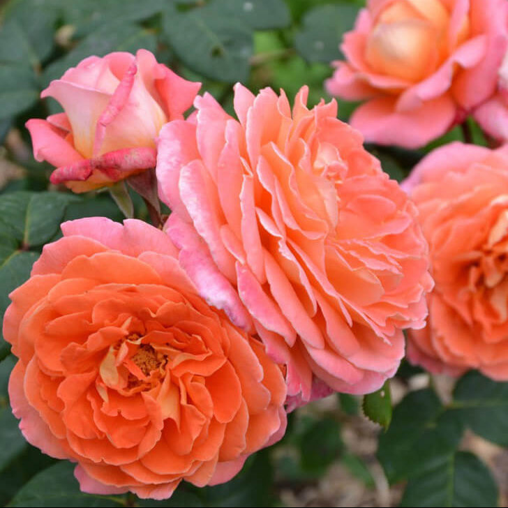 Famous Roses